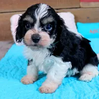 Dillon, a male Cavapoo and Havanese for sale in Roanoke, IL – Photo 4 of 4