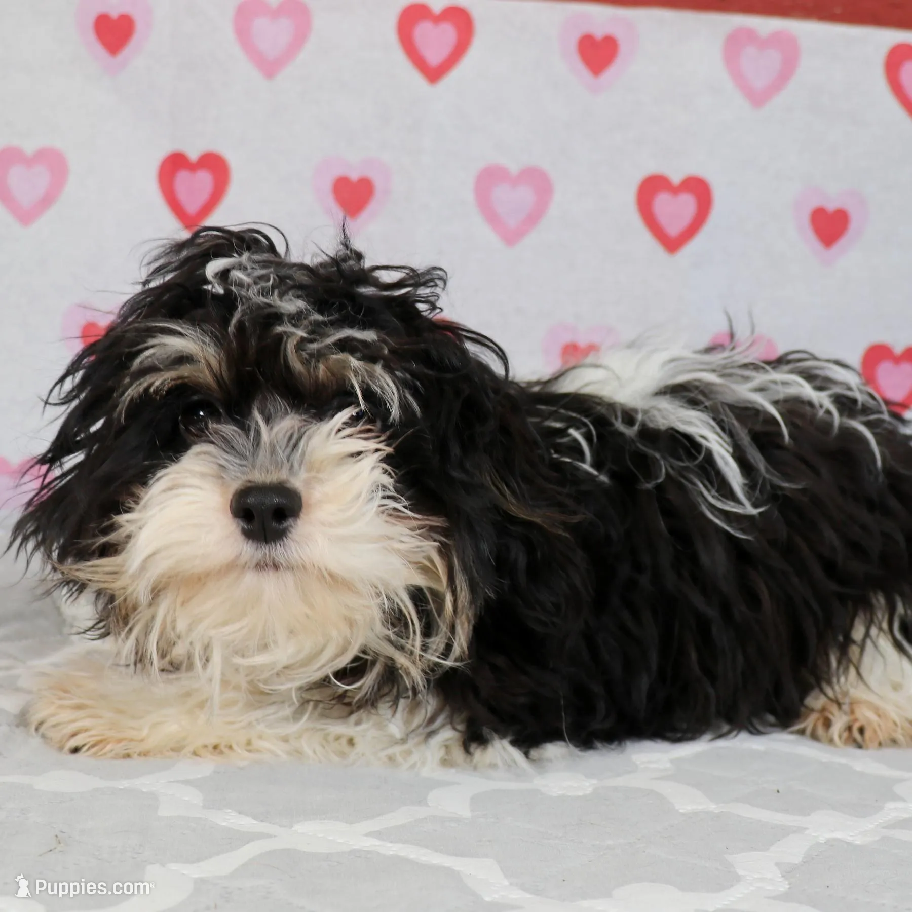 Dillon, a male Cavapoo and Havanese for sale in Roanoke, IL – Photo 2 of 4