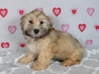 Dak-AKC, a male Havanese for sale in Roanoke, IL – 2 of 2