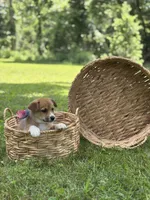 Horgi Female 1 ♥️🤍🩵, a male Pembroke Welsh Corgi and Siberian Husky for sale in Potosi, MO – 3 of 6