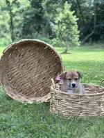 Horgi Female 1 ♥️🤍🩵, a male Pembroke Welsh Corgi and Siberian Husky for sale in Potosi, MO – 1 of 6