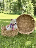 Horgi Female 3 ♥️🤍🩵, a female Pembroke Welsh Corgi and Siberian Husky for sale in Potosi, MO – 2 of 5