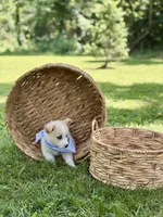 Horgi Male ♥️🤍🩵, a male Pembroke Welsh Corgi and Siberian Husky for sale in Potosi, MO – 5 of 5