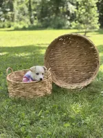 Horgi Female 4 ♥️🤍🩵, a female Pembroke Welsh Corgi and Siberian Husky for sale in Potosi, MO – 4 of 6