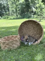 Horgi Female 2 ♥️🤍🩵, a female Pembroke Welsh Corgi and Siberian Husky for sale in Potosi, MO – 2 of 4