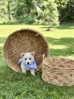 Horgi Male ♥️🤍🩵, a male Pembroke Welsh Corgi and Siberian Husky for sale in Potosi, MO – 4 of 5