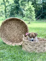 Horgi Female 1 ♥️🤍🩵, a male Pembroke Welsh Corgi and Siberian Husky for sale in Potosi, MO – 4 of 6