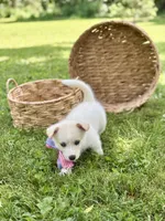 Horgi Female 4 ♥️🤍🩵, a female Pembroke Welsh Corgi and Siberian Husky for sale in Potosi, MO – 2 of 6
