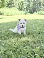 Horgi Female 3 ♥️🤍🩵, a female Pembroke Welsh Corgi and Siberian Husky for sale in Potosi, MO – 4 of 5