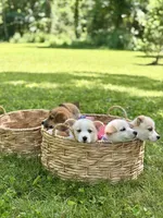 Horgi Female 4 ♥️🤍🩵, a female Pembroke Welsh Corgi and Siberian Husky for sale in Potosi, MO – 5 of 6