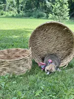 Horgi Female 2 ♥️🤍🩵, a female Pembroke Welsh Corgi and Siberian Husky for sale in Potosi, MO – 3 of 4