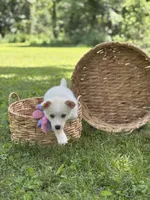 Horgi Female 4 ♥️🤍🩵, a female Pembroke Welsh Corgi and Siberian Husky for sale in Potosi, MO – 3 of 6