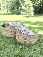Horgi Male ♥️🤍🩵, a male Pembroke Welsh Corgi and Siberian Husky for sale in Potosi, MO – 3 of 5