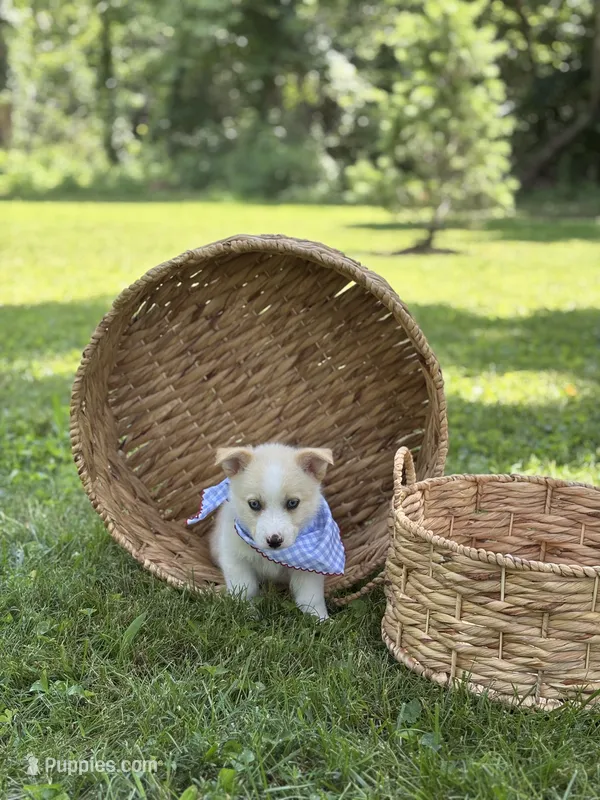 Horgi Male ♥️🤍🩵 – Pembroke Welsh Corgi, Siberian Husky puppy for sale in Potosi, MO