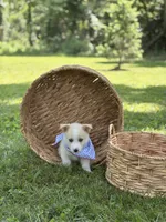 Horgi Male ♥️🤍🩵, a male Pembroke Welsh Corgi and Siberian Husky for sale in Potosi, MO – 1 of 5