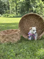 Horgi Female 3 ♥️🤍🩵, a female Pembroke Welsh Corgi and Siberian Husky for sale in Potosi, MO – 5 of 5