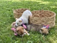 Horgi Female 4 ♥️🤍🩵, a female Pembroke Welsh Corgi and Siberian Husky for sale in Potosi, MO – 6 of 6