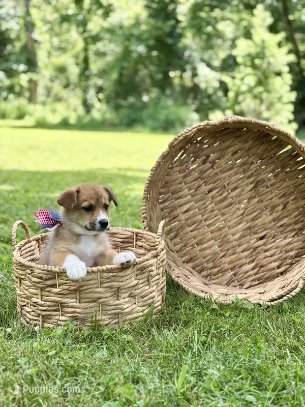 Horgi Female 1 ♥️🤍🩵 – Pembroke Welsh Corgi, Siberian Husky puppy for sale in Potosi, MO