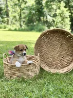 Horgi Female 1 ♥️🤍🩵, a male Pembroke Welsh Corgi and Siberian Husky for sale in Potosi, MO – 2 of 6