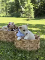 Horgi Male ♥️🤍🩵, a male Pembroke Welsh Corgi and Siberian Husky for sale in Potosi, MO – 2 of 5