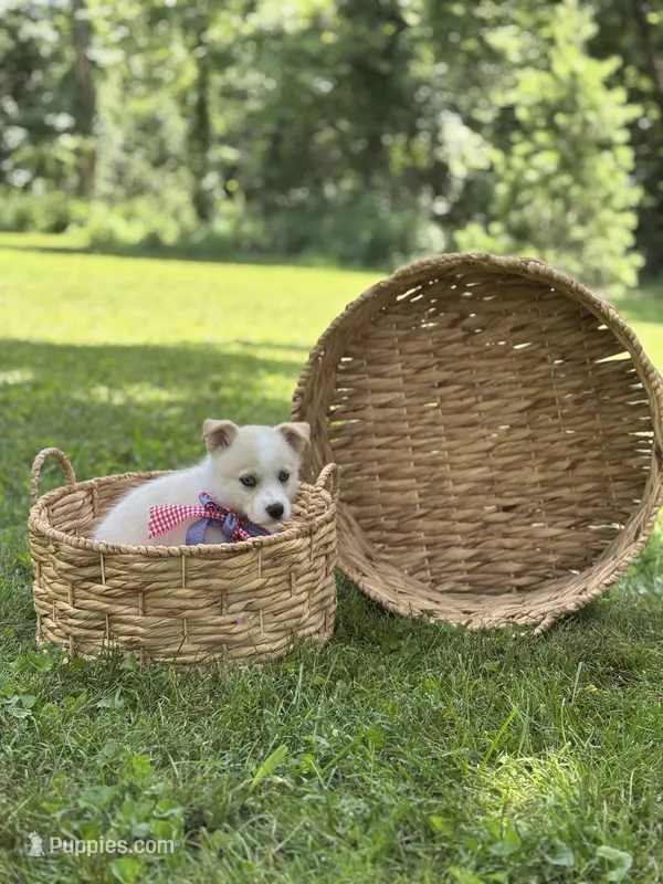 Horgi Female 3 ♥️🤍🩵 – Pembroke Welsh Corgi, Siberian Husky puppy for sale in Potosi, MO