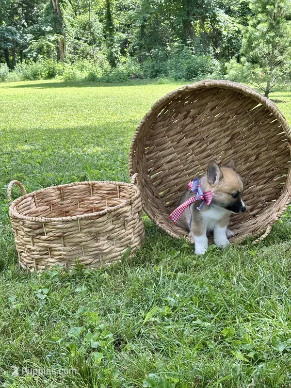 Horgi Female 2 ♥️🤍🩵 – Pembroke Welsh Corgi, Siberian Husky puppy for sale in Potosi, MO