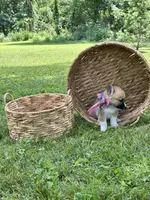 Horgi Female 2 ♥️🤍🩵, a female Pembroke Welsh Corgi and Siberian Husky for sale in Potosi, MO – 1 of 4