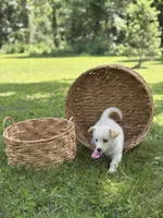Horgi Female 4 ♥️🤍🩵, a female Pembroke Welsh Corgi and Siberian Husky for sale in Potosi, MO – 1 of 6
