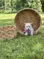 Horgi Female 3 ♥️🤍🩵, a female Pembroke Welsh Corgi and Siberian Husky for sale in Potosi, MO – 3 of 5
