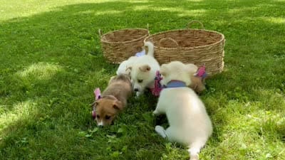 Horgi Female 1 ♥️🤍🩵, a male Pembroke Welsh Corgi and Siberian Husky for sale in Potosi, MO – 6 of 6