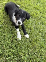 Rockie, a male Border Collie for sale in Little Rock, AR – 3 of 4