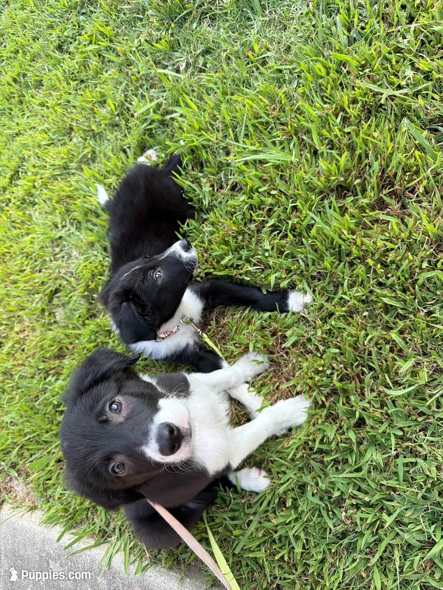Luna, a female Border Collie for sale in Little Rock, AR – 4 of 4