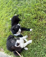 Rockie, a male Border Collie for sale in Little Rock, AR – 4 of 4