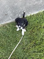 Luna, a female Border Collie for sale in Little Rock, AR – 3 of 4