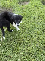Luna, a female Border Collie for sale in Little Rock, AR – 2 of 4