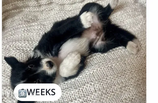 Rockie – Border Collie puppy for sale in Little Rock, AR