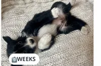 Rockie, a male Border Collie for sale in Little Rock, AR – 1 of 4