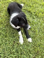 Rockie, a male Border Collie for sale in Little Rock, AR – 2 of 4