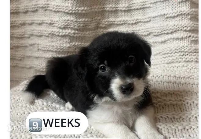 Luna – Border Collie puppy for sale in Little Rock, AR