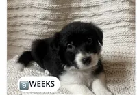 Luna, a female Border Collie for sale in Little Rock, AR – 1 of 4