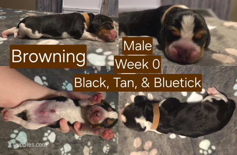 Browning Brown Male – Beagle puppy for sale in Bemidji, MN