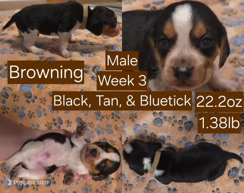 Browning Brown Male – Beagle puppy for sale in Bemidji, MN