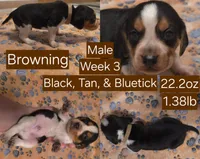 Browning Brown Male, a male Beagle for sale in Bemidji, MN – 3 of 8