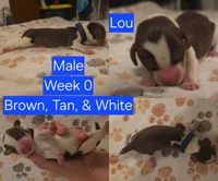 Archie Blue Male, a male Beagle for sale in Bemidji, MN – 5 of 7
