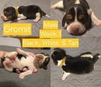Gromit Yellow Male, a male Beagle for sale in Bemidji, MN – 3 of 6