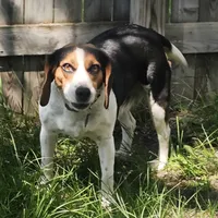 Red Ruby XXXVII, a female Beagle for sale in Bemidji, MN – 1 of 4