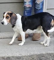 Red Ruby XXXVII, a female Beagle for sale in Bemidji, MN – 2 of 4