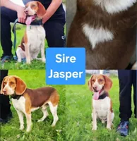 Gromit Yellow Male, a male Beagle for sale in Bemidji, MN – 5 of 6