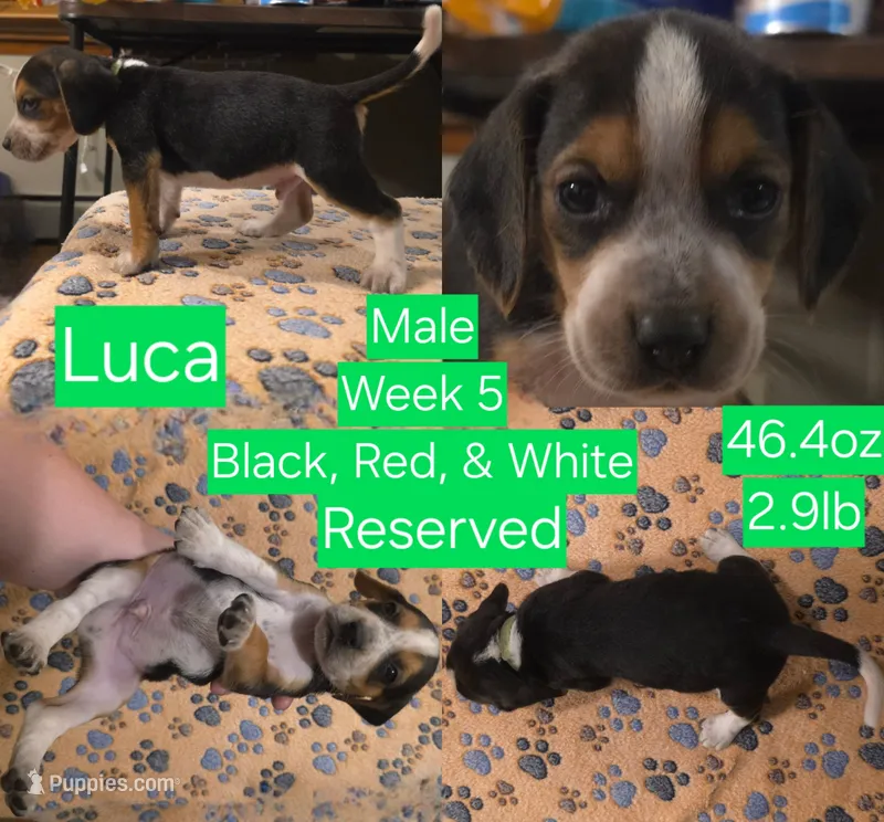 Luca Green Male – Beagle puppy on hold in Bemidji, MN