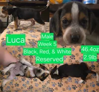 Luca Green Male, a male Beagle for sale in Bemidji, MN – 1 of 8